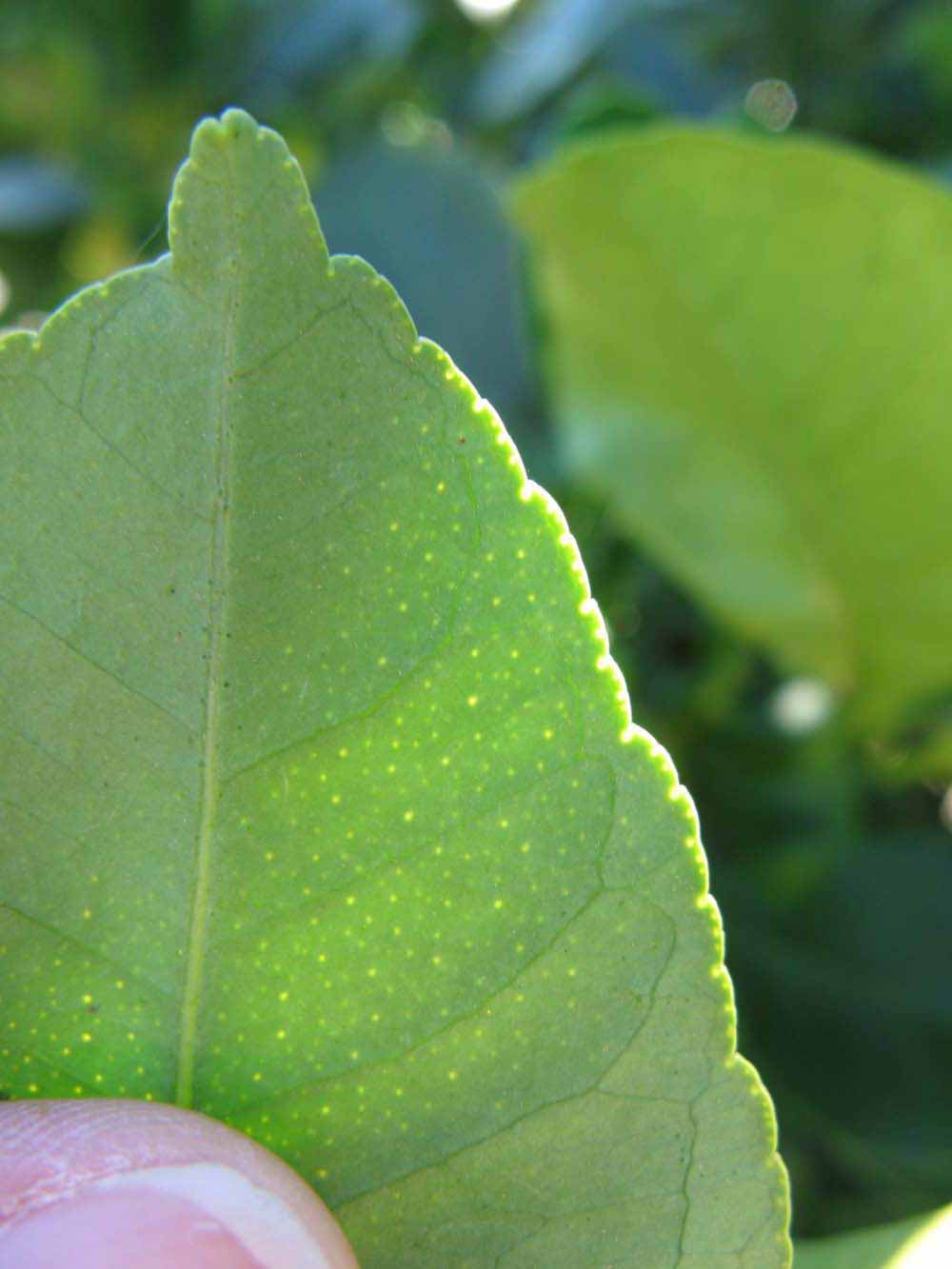              Margin (Winter Haven, FL)       